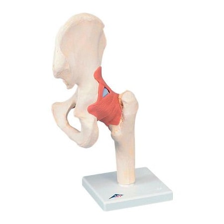Fabrication Enterprises 3B Anatomical Model - Functional Hip Joint, Deluxe 12-4514